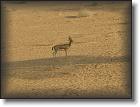 gazelle desert * 2048 x 1536 * (1.52MB)